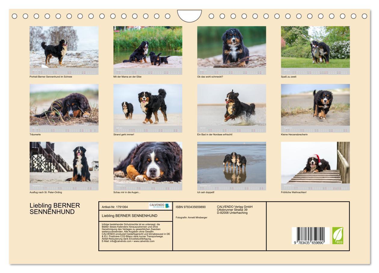 Bild: 9783435659890 | Liebling BERNER SENNENHUND (Wandkalender 2025 DIN A4 quer),...