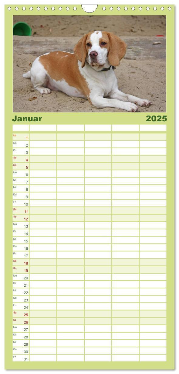 Bild: 9783457124727 | Familienplaner 2025 - Beagle mit 5 Spalten (Wandkalender, 21 x 45...