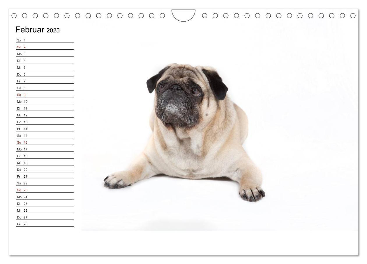 Bild: 9783435540709 | Mops - unwiderstehlich und charmant (Wandkalender 2025 DIN A4...