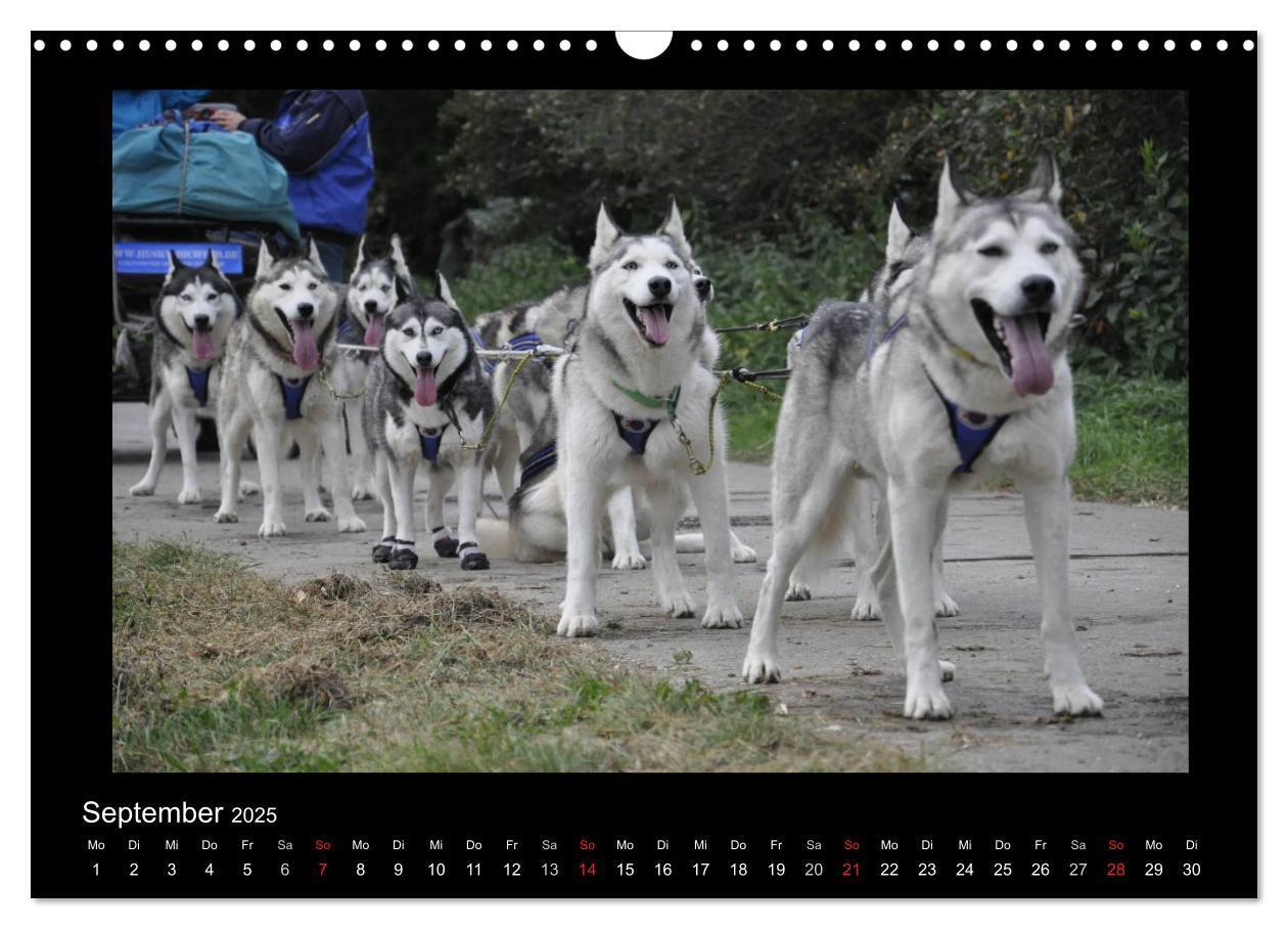 Bild: 9783435837342 | Husky-Kalender (Wandkalender 2025 DIN A3 quer), CALVENDO...