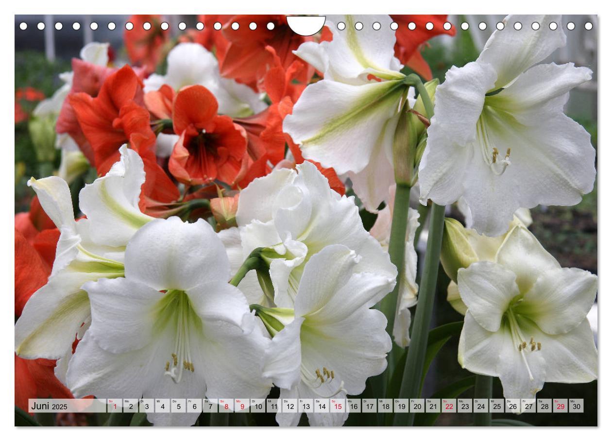 Bild: 9783435382958 | Amaryllis-Blüten (Wandkalender 2025 DIN A4 quer), CALVENDO...