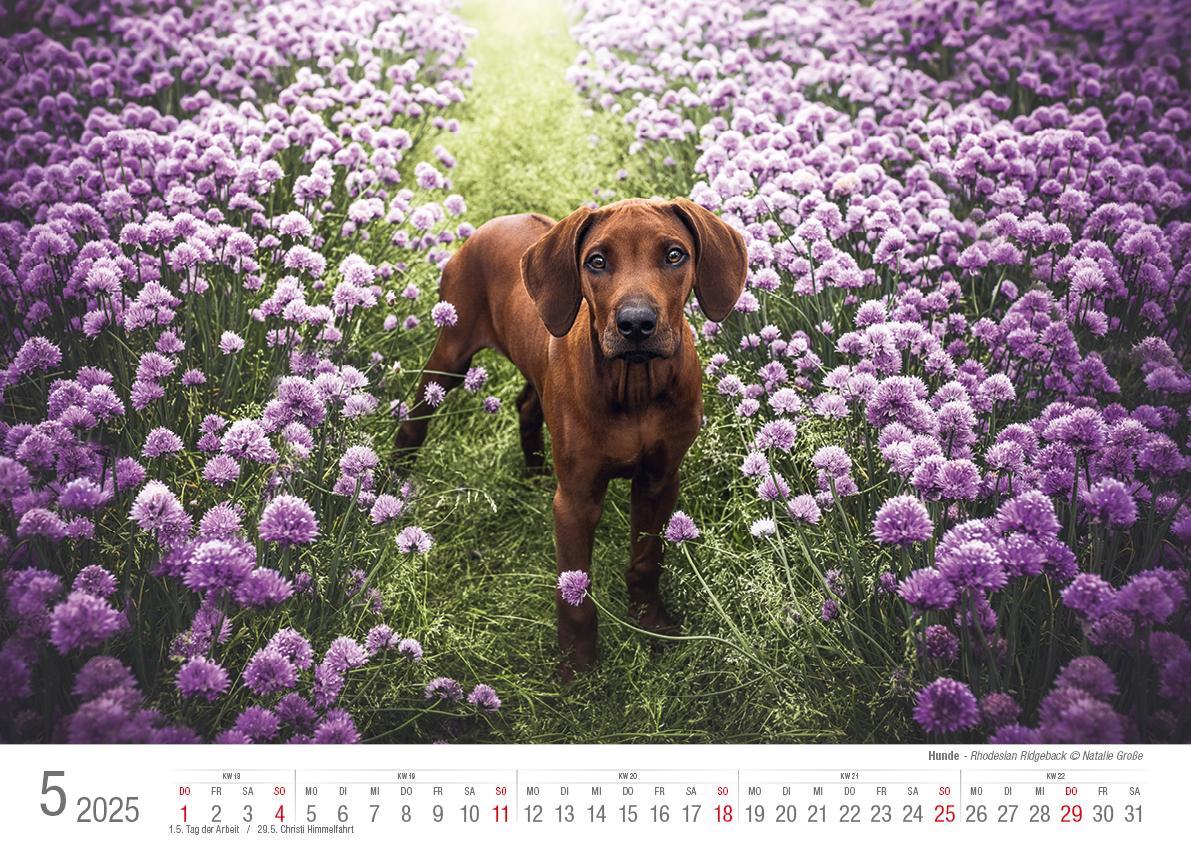 Bild: 9783965352346 | Hunde 2025 Bildkalender A3 quer - Natalie Große | Holger Klaes | 2025