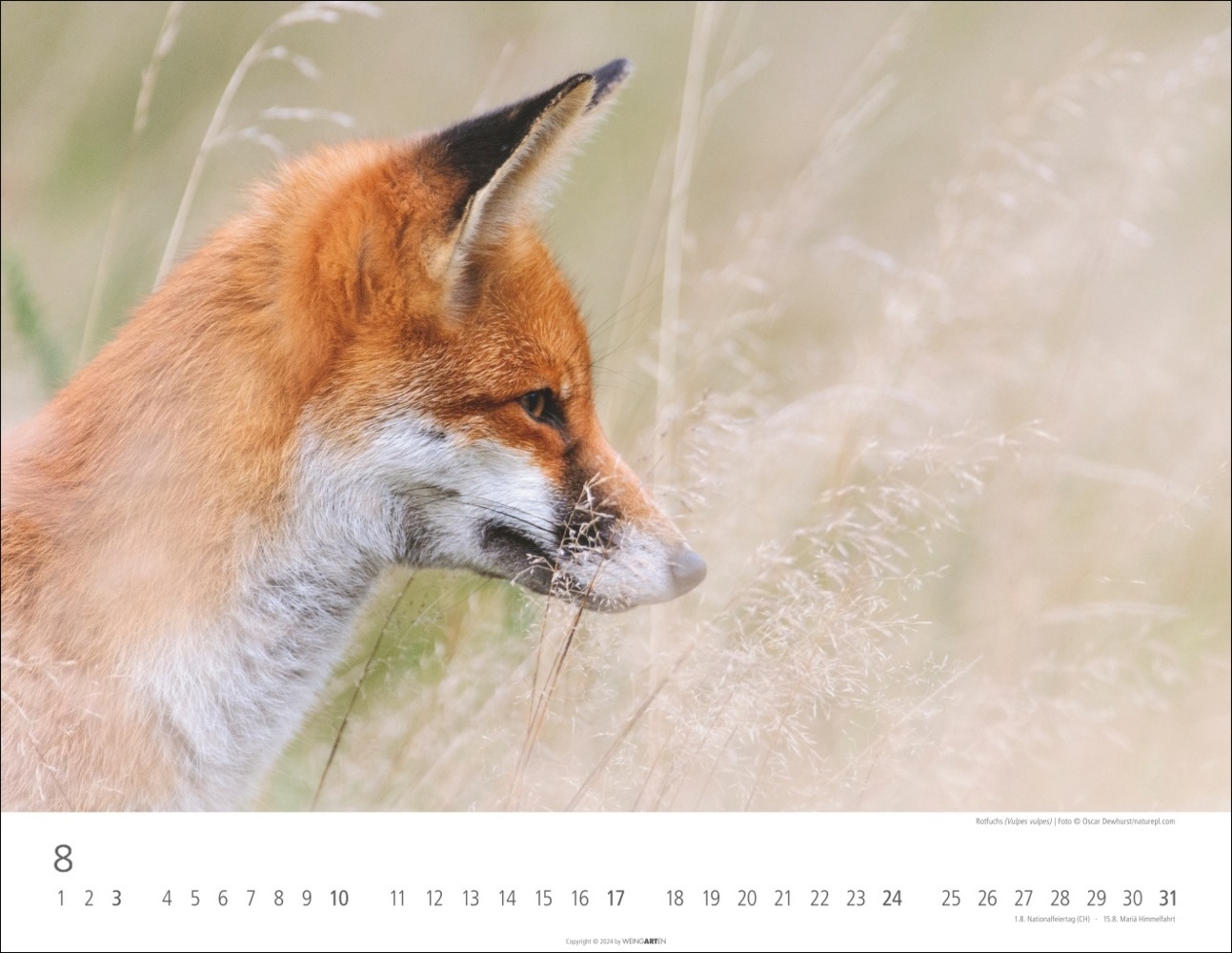 Bild: 9783839901144 | Heimische Wildtiere Kalender 2025 | Kalender | Spiralbindung | 14 S.