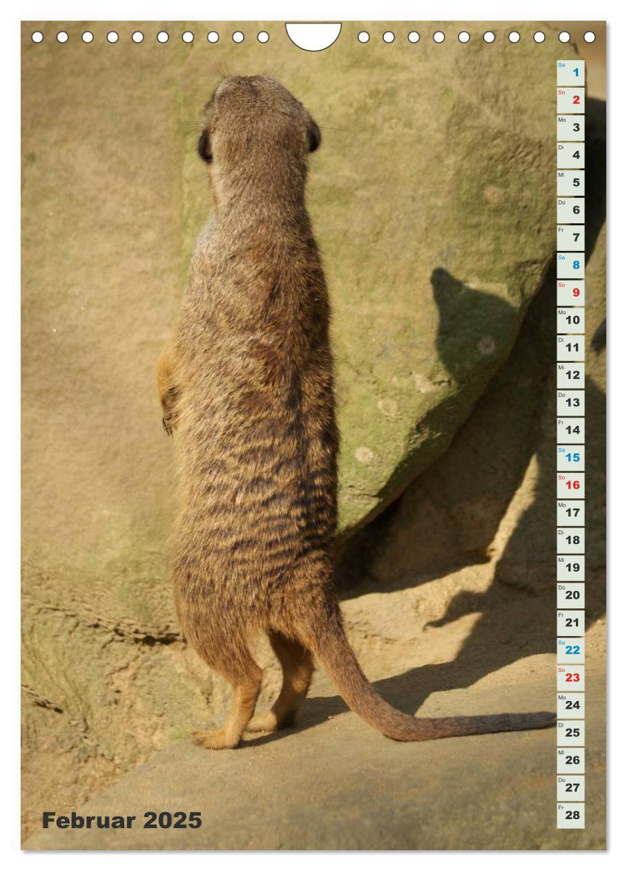 Bild: 9783457090060 | Erdmännchen-Meerkats-Surikate (Wandkalender 2025 DIN A4 hoch),...