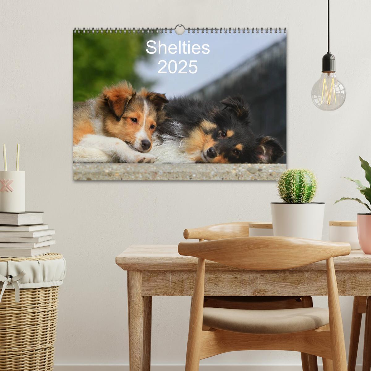 Bild: 9783435752355 | Shelties 2025 (Wandkalender 2025 DIN A3 quer), CALVENDO Monatskalender