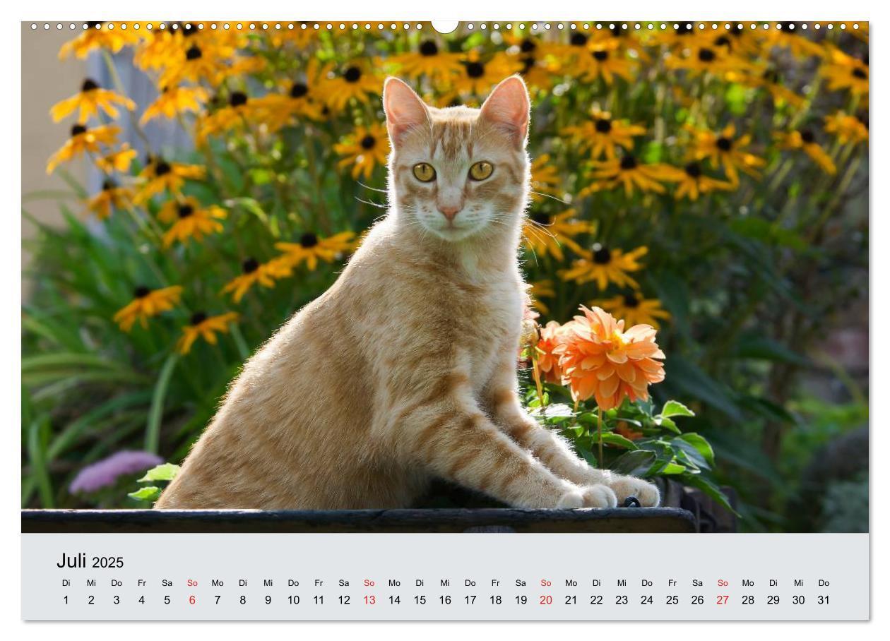 Bild: 9783435811809 | Katzen im Garten (Wandkalender 2025 DIN A2 quer), CALVENDO...