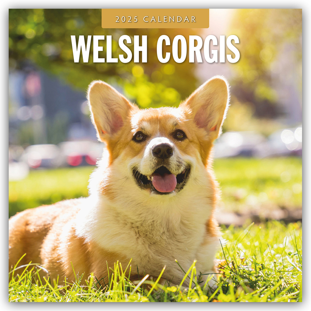 Cover: 9781804425206 | Welsh Corgis - Welsh Corgi 2025 - 16-Monatskalender | Ltd | Kalender