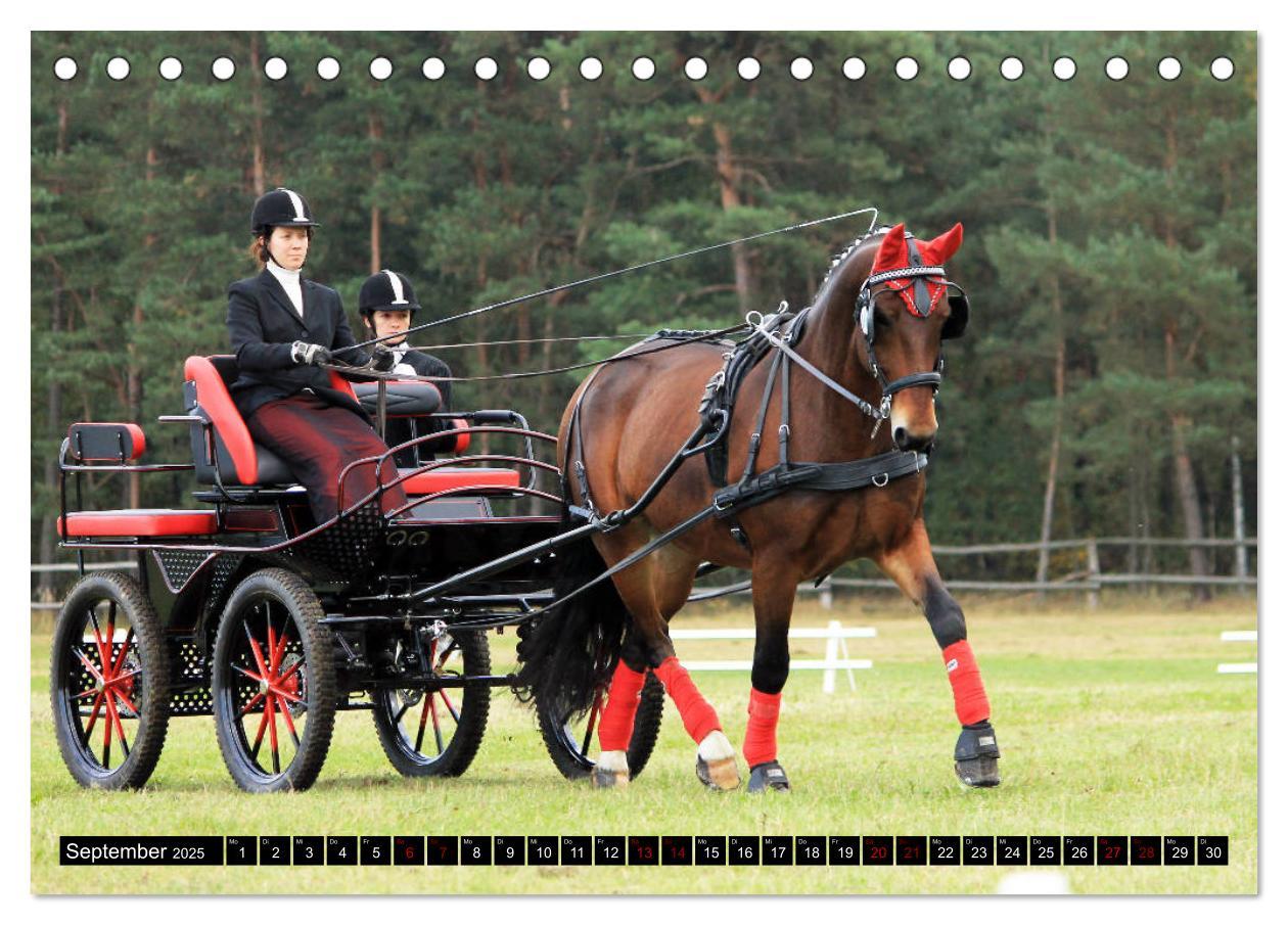 Bild: 9783435394296 | Schwere Warmblüter 2025 (Tischkalender 2025 DIN A5 quer), CALVENDO...