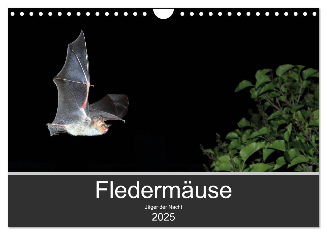 Cover: 9783435347827 | Fledermäuse - Jäger der Nacht (Wandkalender 2025 DIN A4 quer),...