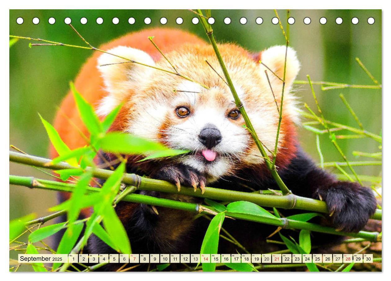 Bild: 9783435177394 | Roter Panda. Die superknuddeligen Katzenbären (Tischkalender 2025...