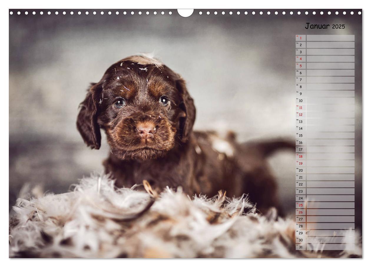 Bild: 9783435119509 | English Cocker Spaniel Welpen (Wandkalender 2025 DIN A3 quer),...