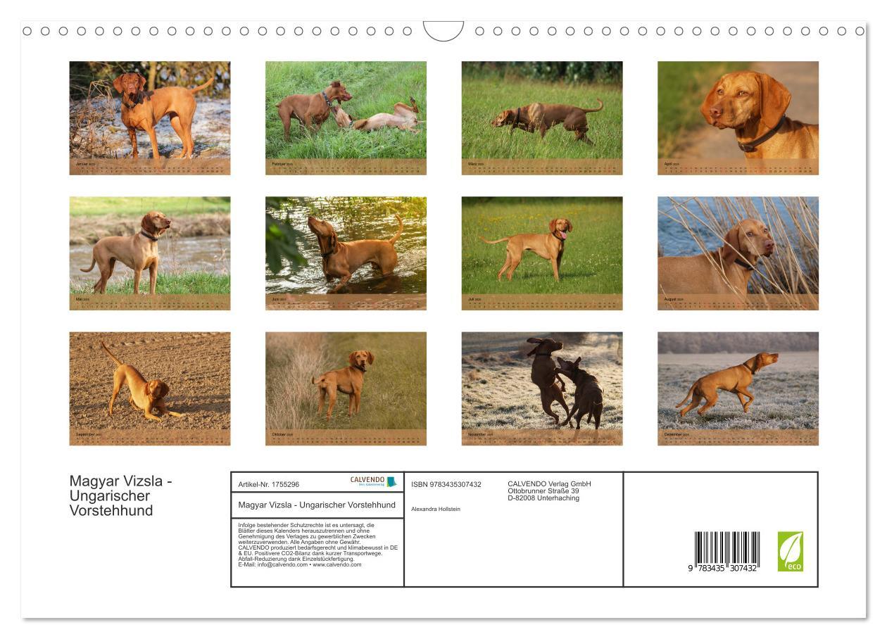 Bild: 9783435307432 | Magyar Vizsla - Ungarischer Vorstehhund (Wandkalender 2025 DIN A3...