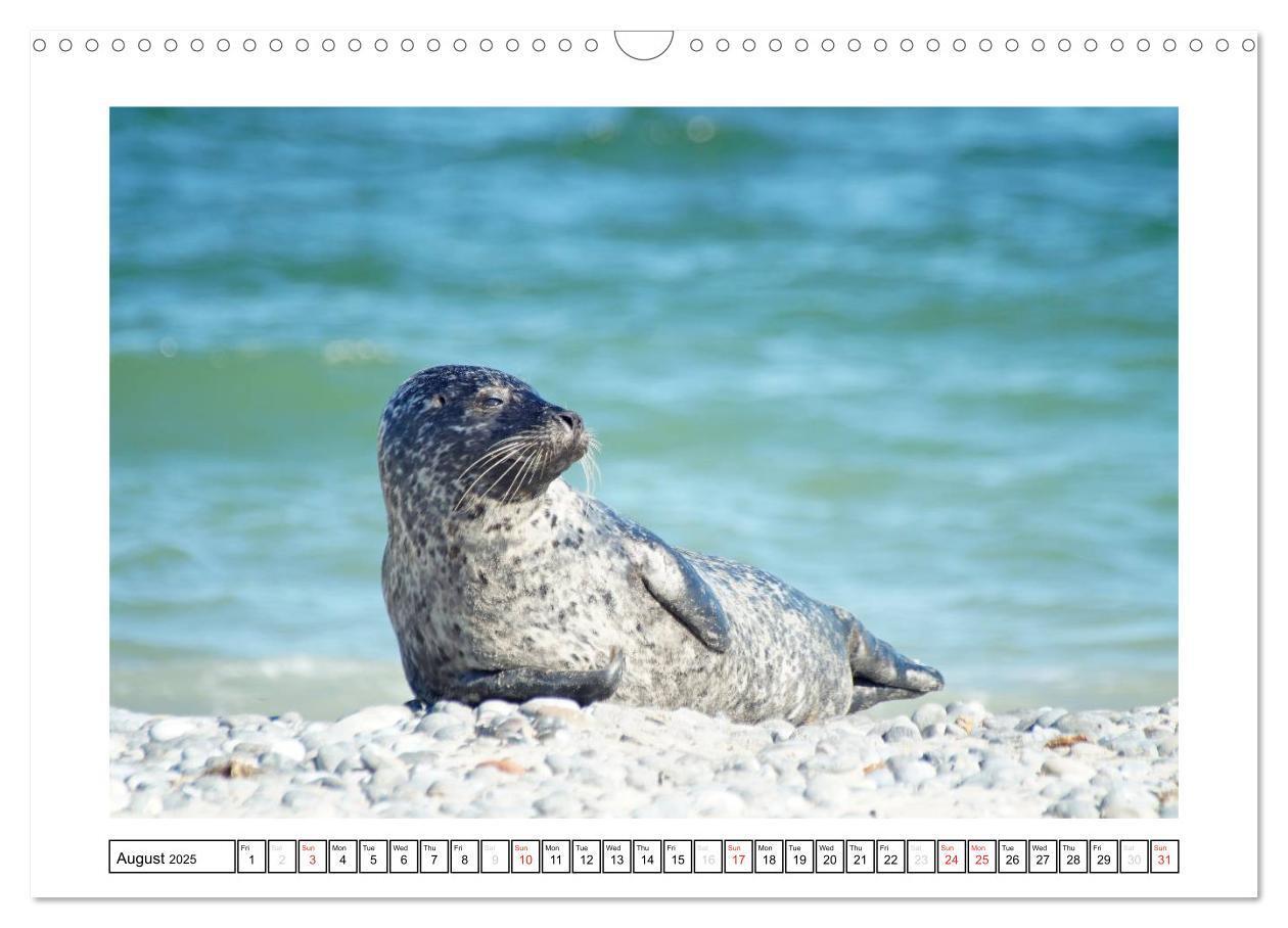 Bild: 9781325938506 | Seals on the Beach (Wall Calendar 2025 DIN A3 landscape), CALVENDO...