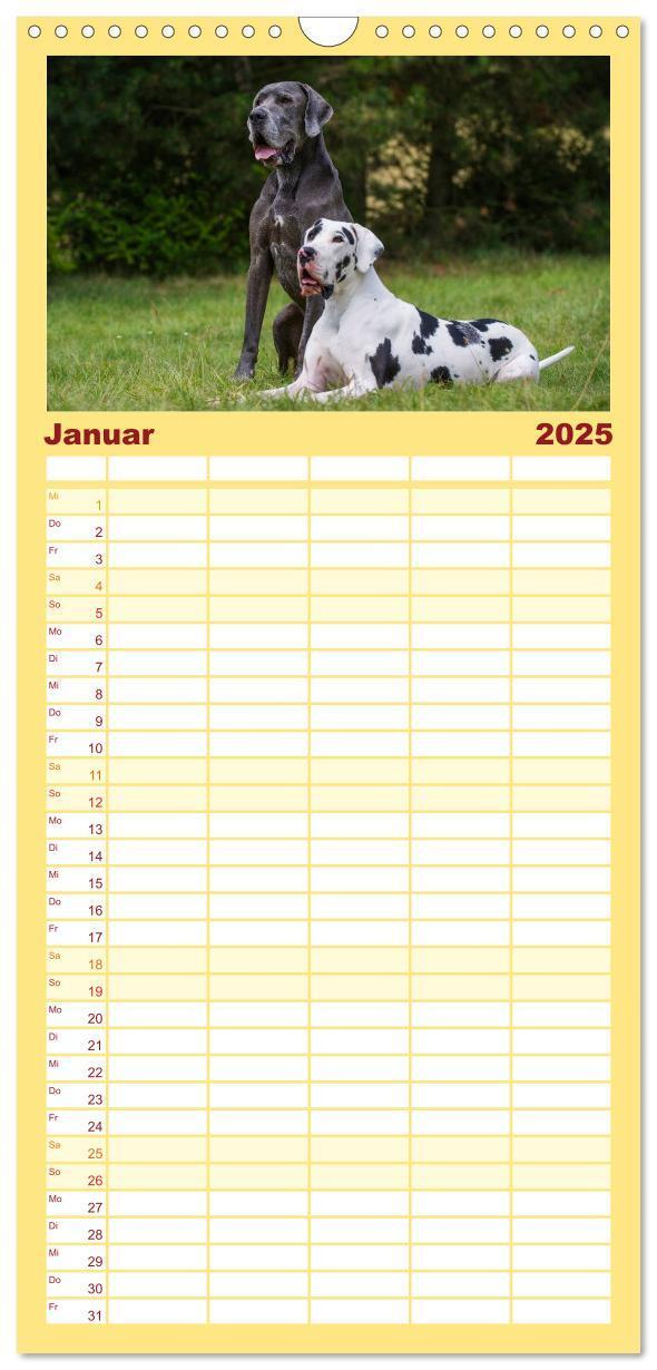 Bild: 9783457113523 | Familienplaner 2025 - Deutsche Dogge mit 5 Spalten (Wandkalender,...