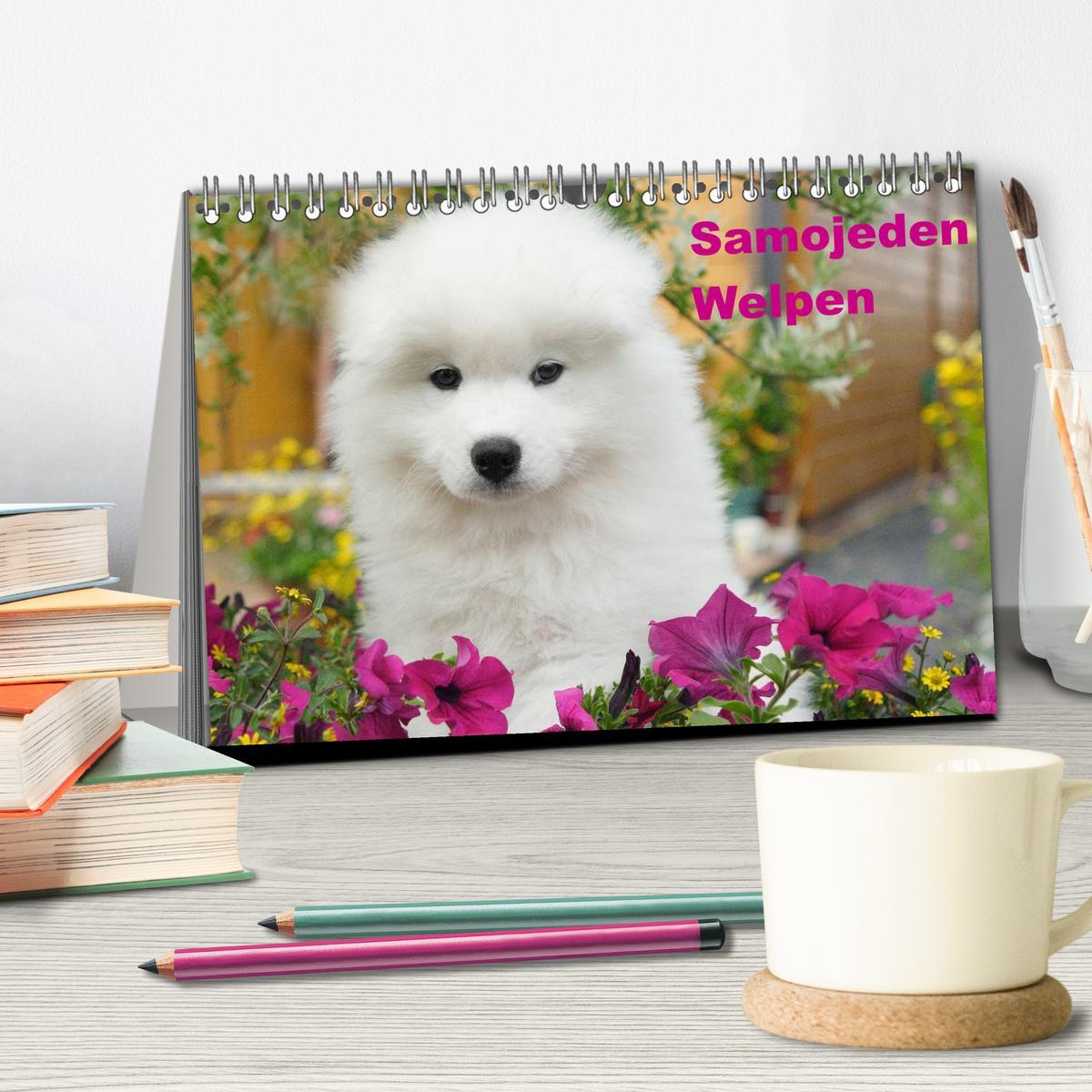 Bild: 9783435718276 | Samojeden Welpen (Tischkalender 2025 DIN A5 quer), CALVENDO...