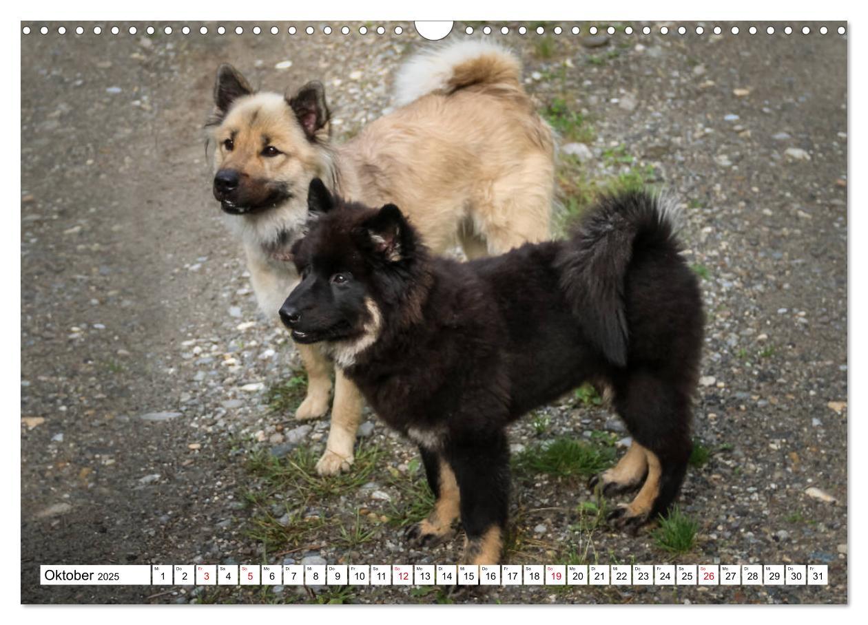 Bild: 9783435335367 | Eurasier, der Hund im Wolfspelz (Wandkalender 2025 DIN A3 quer),...