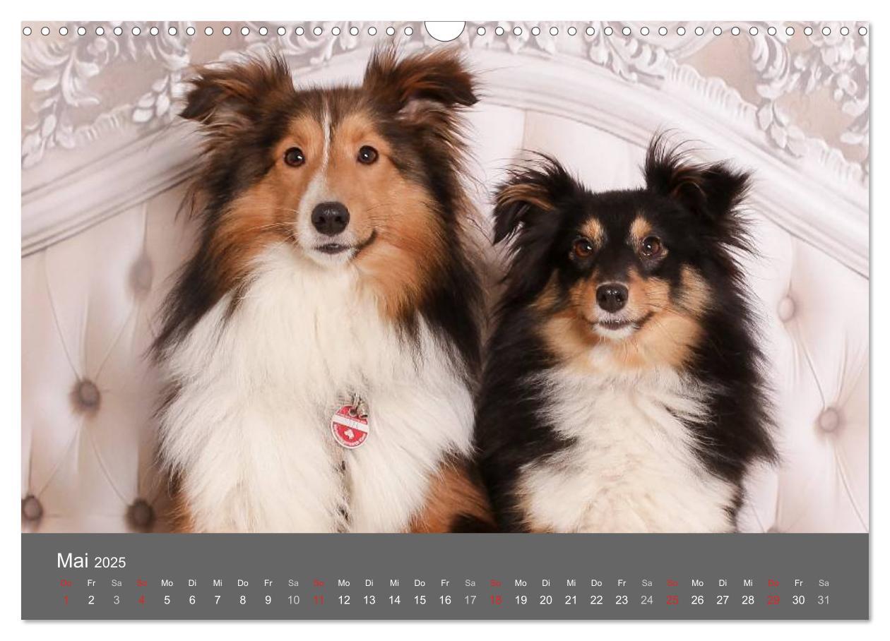 Bild: 9783435731756 | Shelties : Charmeure auf 4 Pfoten (Wandkalender 2025 DIN A3 quer),...