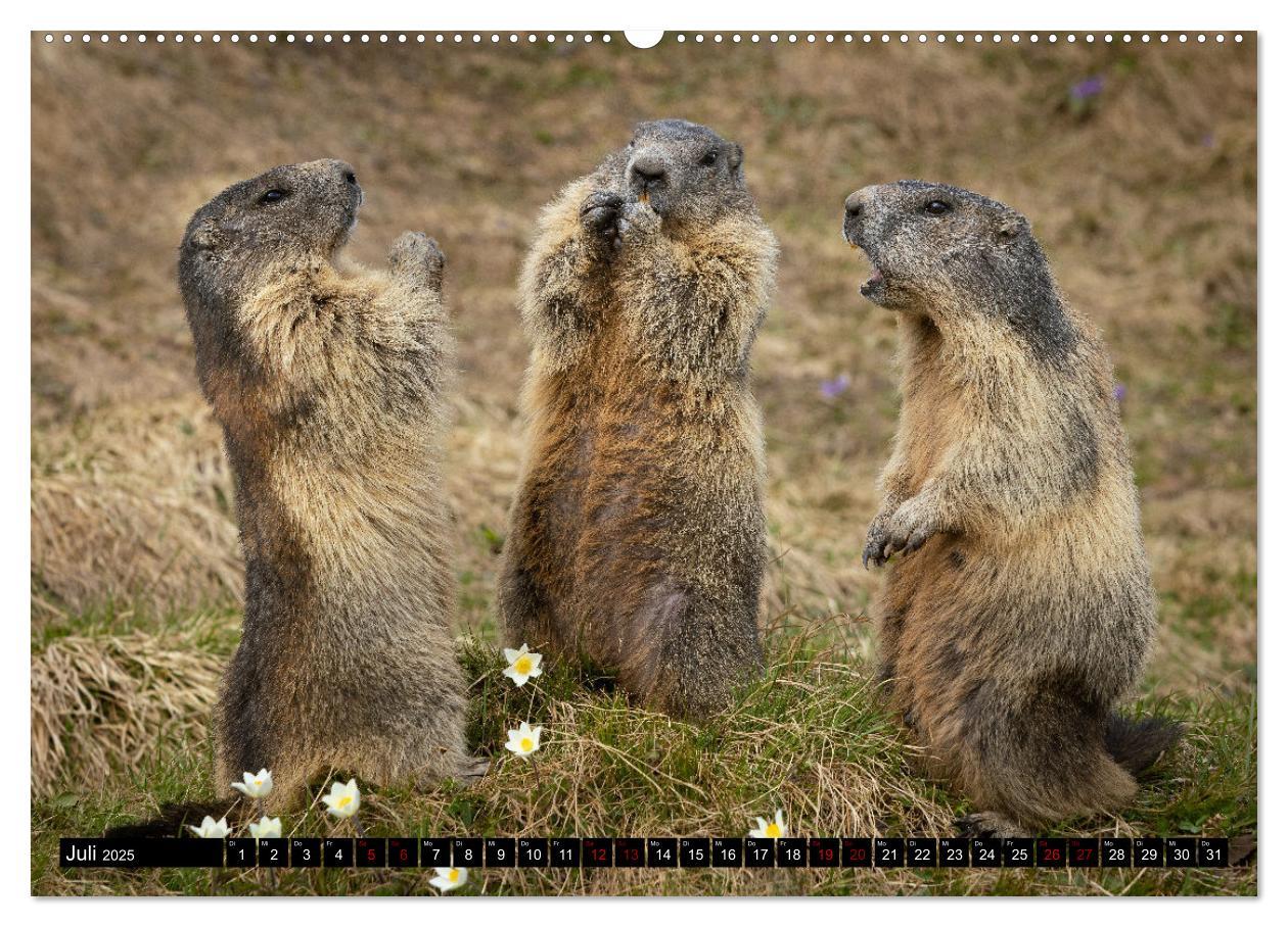 Bild: 9783383921193 | Alpenmurmeltiere - Stars vor der Kamera (Wandkalender 2025 DIN A2...