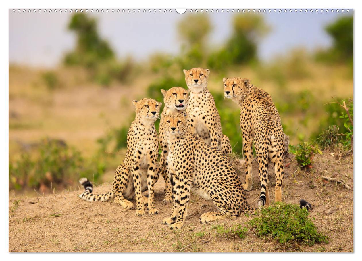 Bild: 9783435342624 | Auf Safari in Kenia 2025 (hochwertiger Premium Wandkalender 2025...