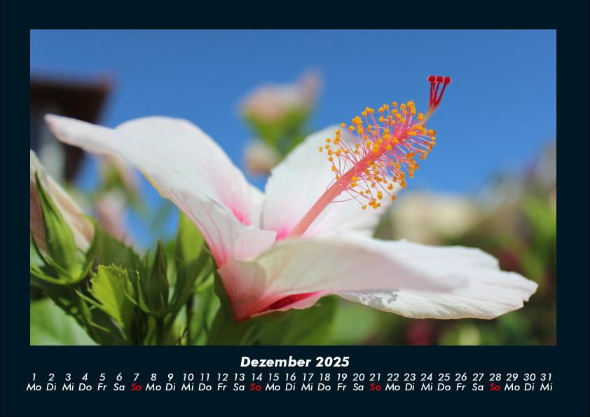 Bild: 9783755993346 | Blumenkalender 2025 Fotokalender DIN A4 | Tobias Becker | Kalender