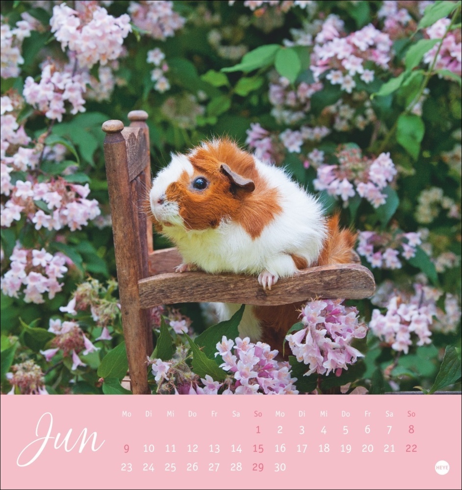 Bild: 9783756407101 | Kuschelige Meerschweinchen Postkartenkalender 2025 | Monika Wegler