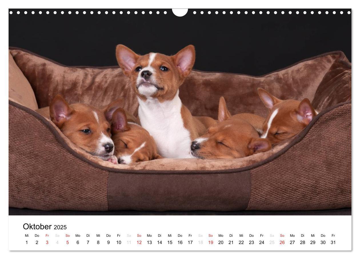 Bild: 9783435464982 | Allerliebste Basenji Welpen 2025 (Wandkalender 2025 DIN A3 quer),...