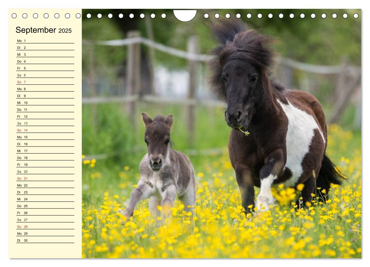 Bild: 9783435652198 | Ponys. Herzensbrecher mit Grips (Wandkalender 2025 DIN A4 quer),...