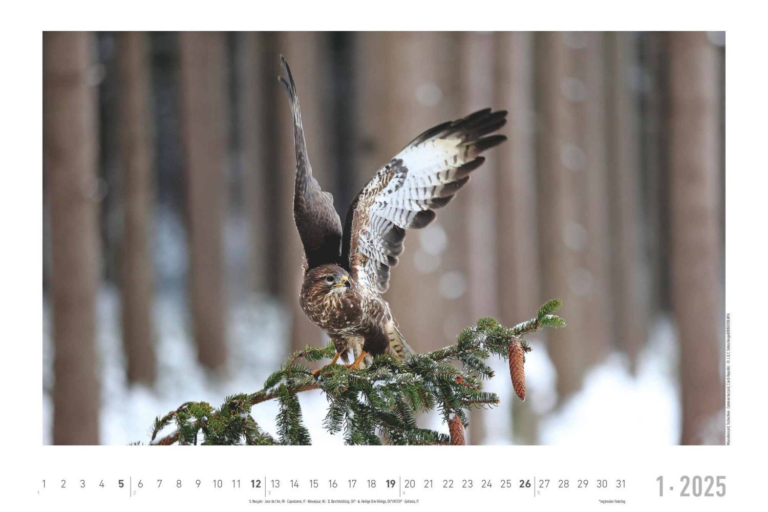 Bild: 4251732342197 | Lebensraum Wald 2025 - Bildkalender 49,5x33 cm - Tiere und Pflanzen...