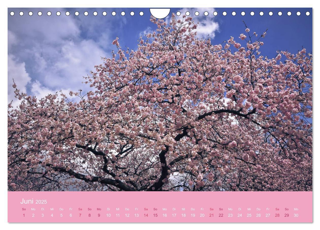 Bild: 9783435403165 | Zarte Kirschblüten - Berauschende Gedankendüfte (Wandkalender 2025...