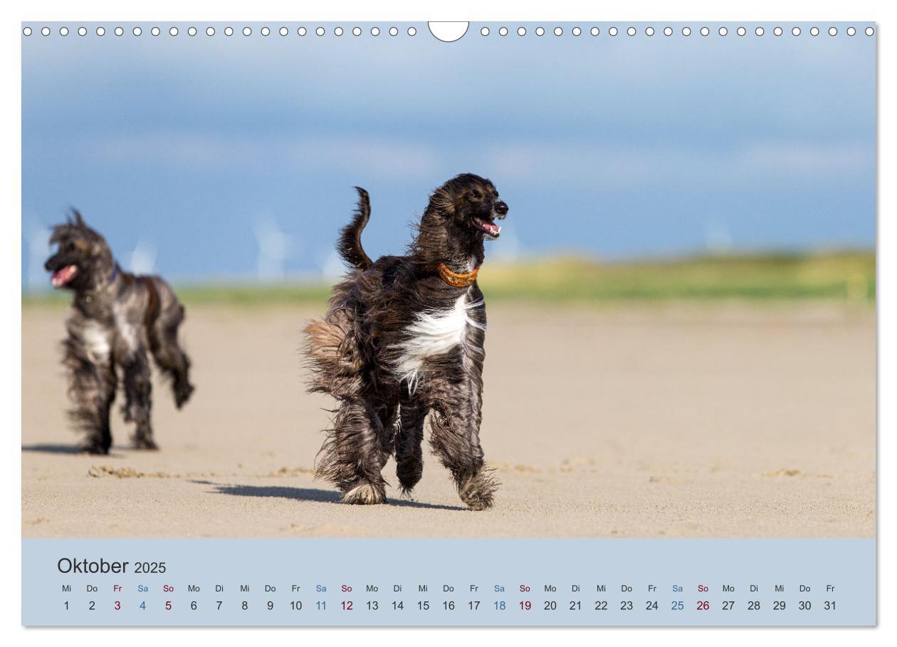 Bild: 9783435413324 | AFGHANISCHE WINDHUNDE 2025 (Wandkalender 2025 DIN A3 quer),...