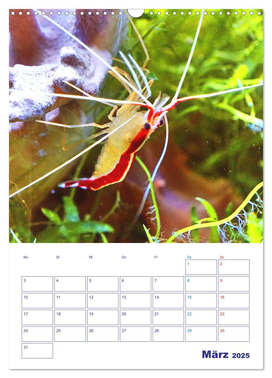 Bild: 9783435935901 | Bunte Meereswelten (Wandkalender 2025 DIN A3 hoch), CALVENDO...