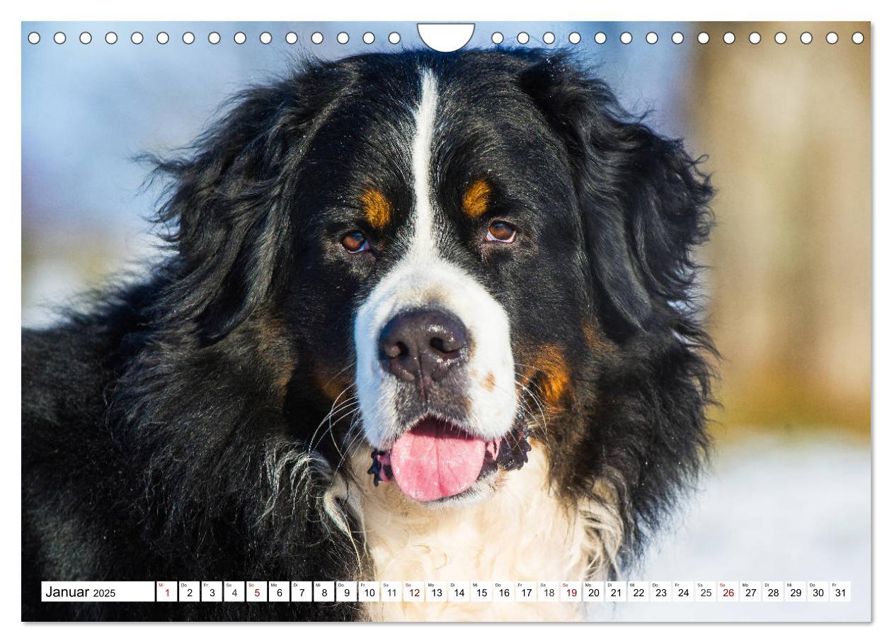 Bild: 9783435381258 | Faszinierende Schönheit Berner Sennenhund (Wandkalender 2025 DIN A4...