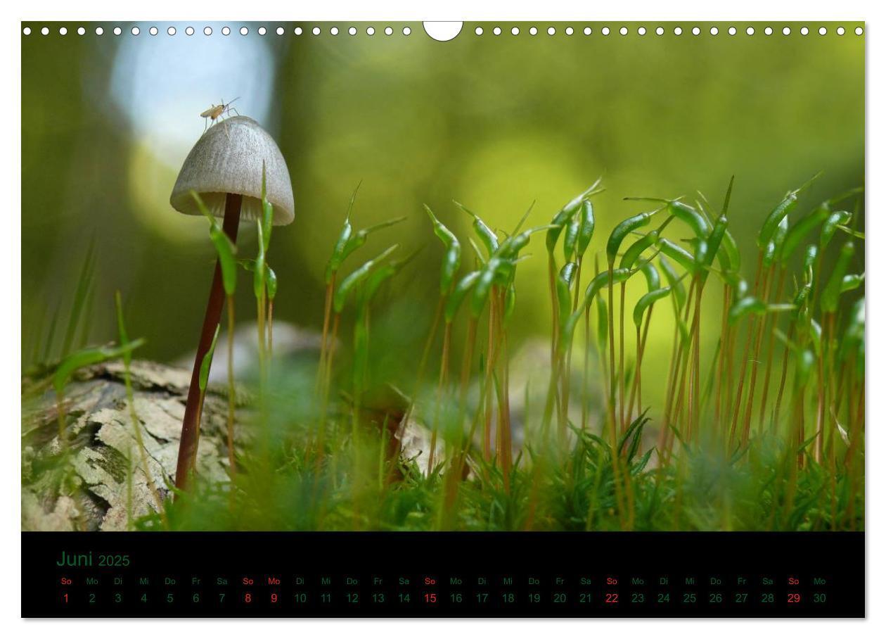 Bild: 9783435832187 | Im Reich der Pilze (Wandkalender 2025 DIN A3 quer), CALVENDO...