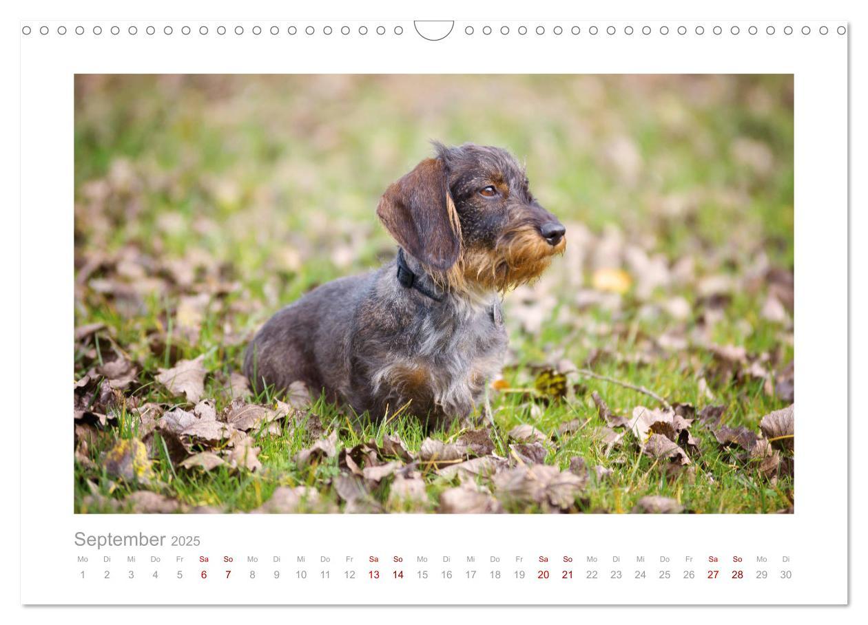 Bild: 9783435104390 | Dackelblicke - ein bezaubernder Rauhaardackel (Wandkalender 2025...