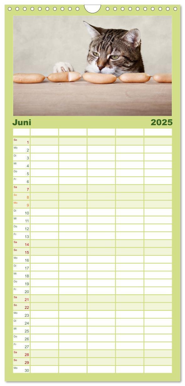 Bild: 9783457111178 | Familienplaner 2025 - Katzen mit 5 Spalten (Wandkalender, 21 x 45...