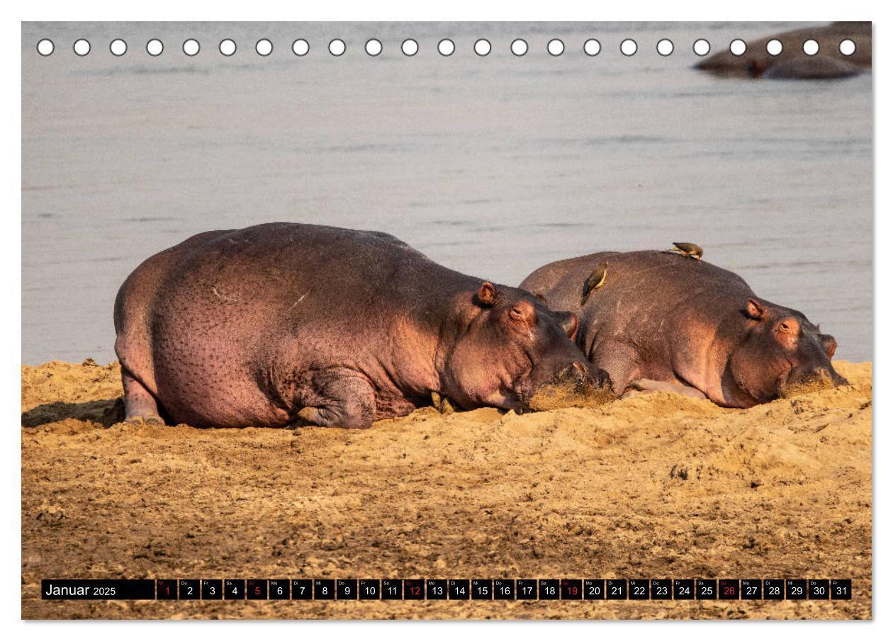 Bild: 9783435298242 | Hippos im südlichen Afrika (Tischkalender 2025 DIN A5 quer),...