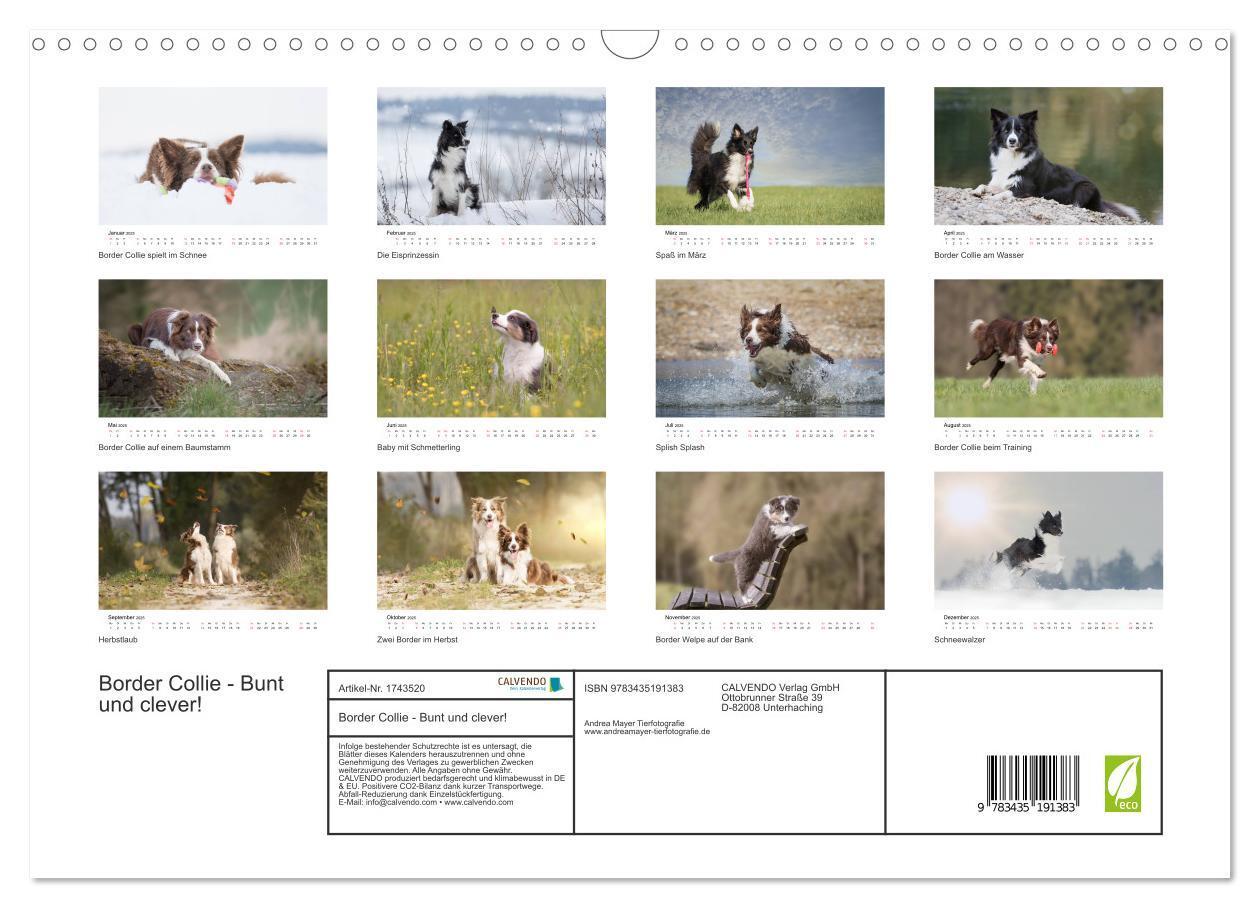 Bild: 9783435191383 | Border Collie - Bunt und clever! (Wandkalender 2025 DIN A3 quer),...