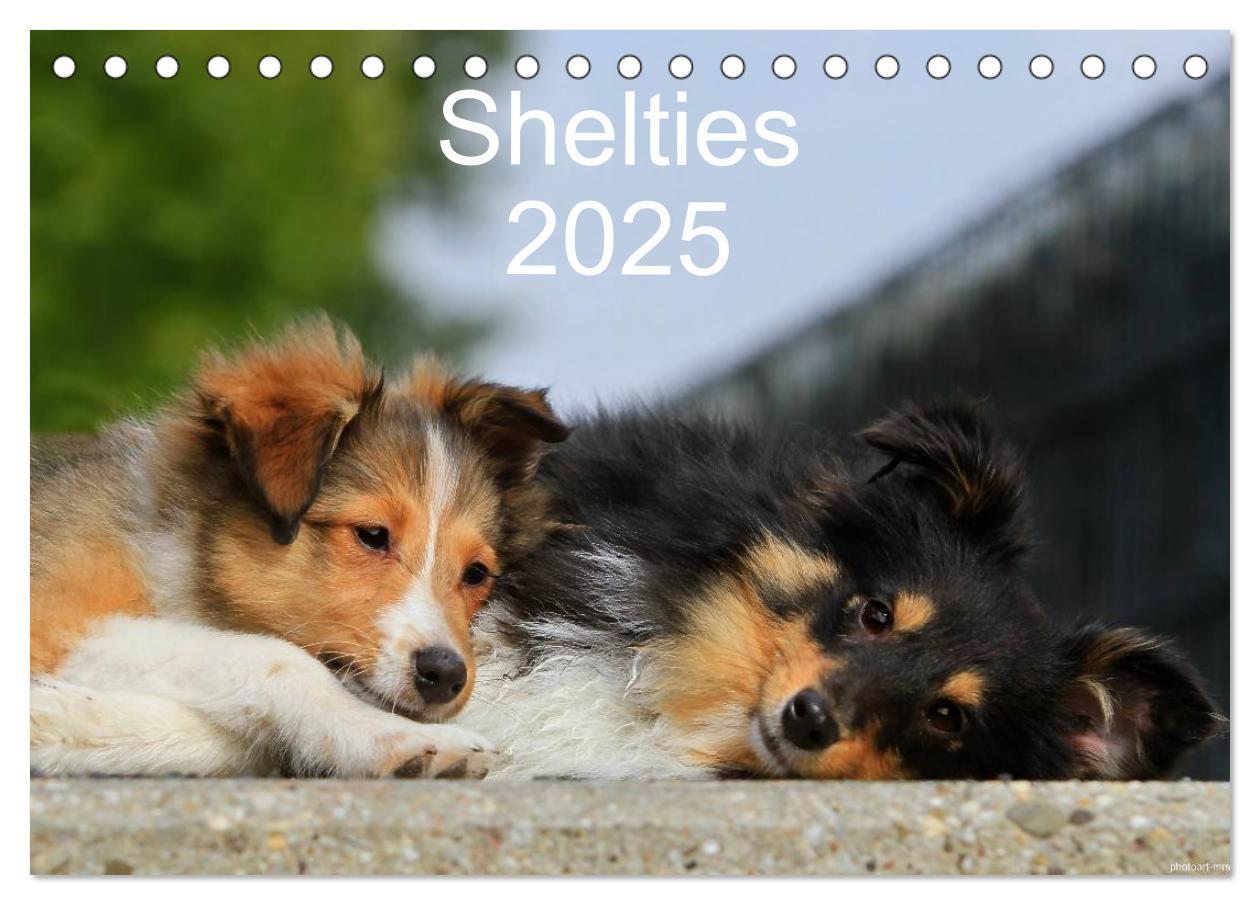 Cover: 9783435751624 | Shelties 2025 (Tischkalender 2025 DIN A5 quer), CALVENDO...