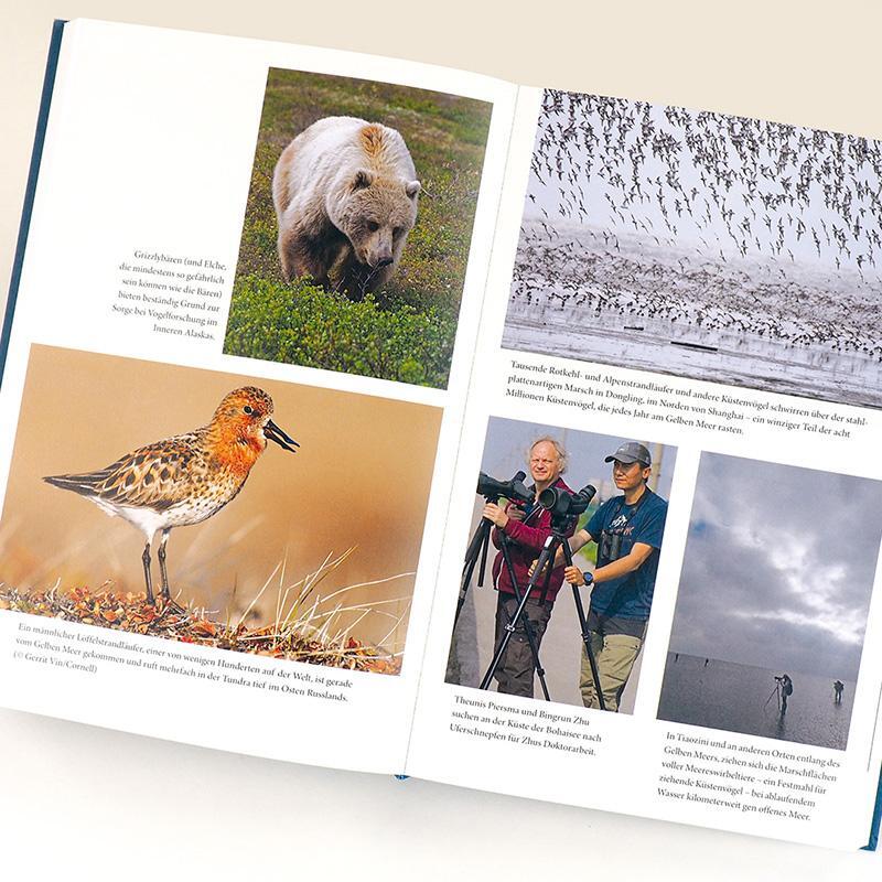 Bild: 9783446273122 | Auf Schwingen um die Welt | Die globale Odyssee der Zugvögel | Buch