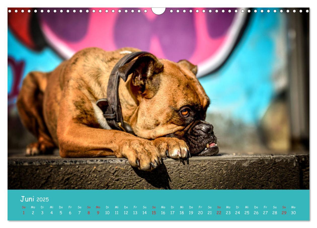 Bild: 9783435314157 | Hunde und Graffiti (Wandkalender 2025 DIN A3 quer), CALVENDO...