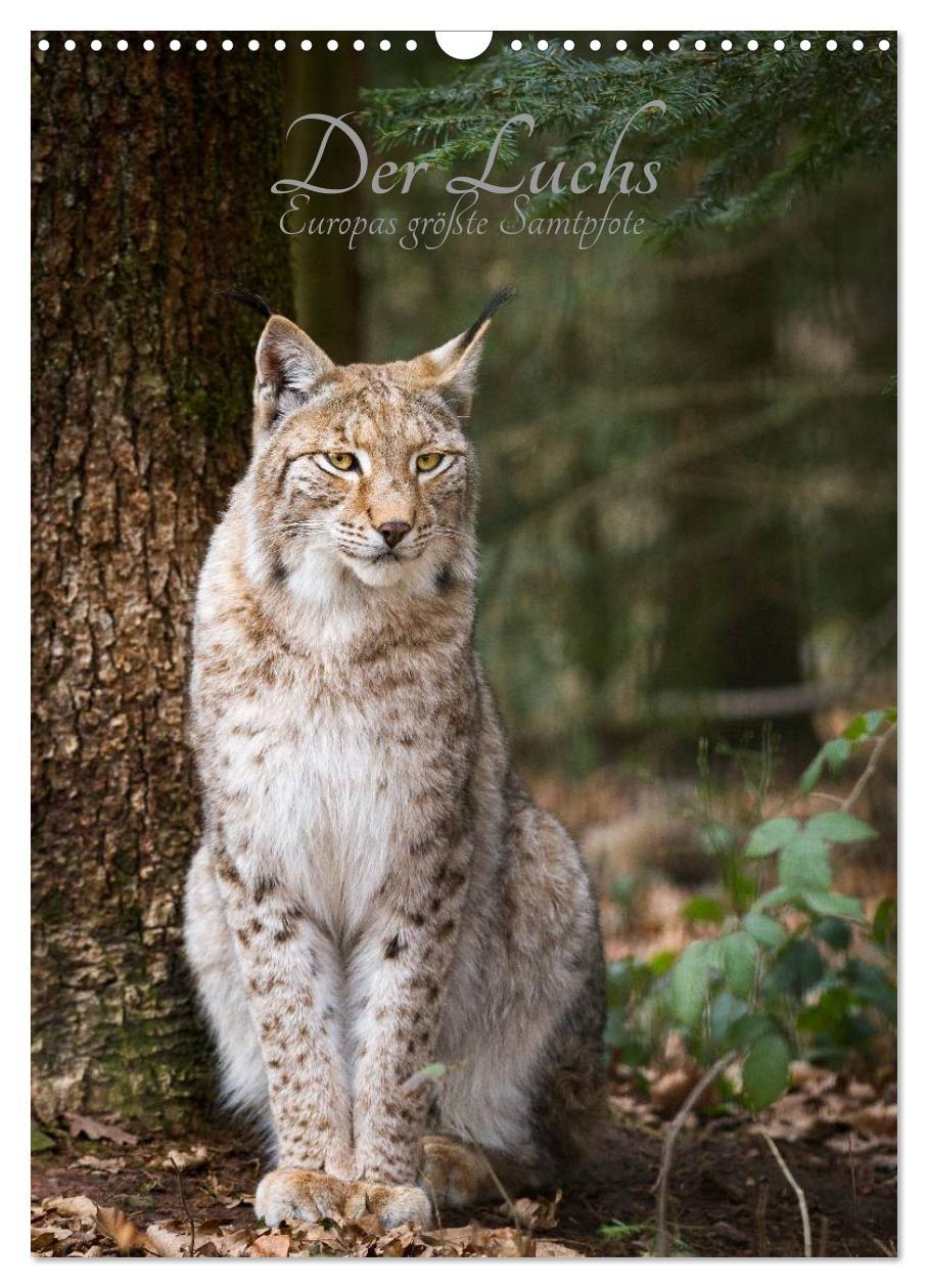 Cover: 9783457007044 | Der Luchs - Europas größte Samtpfote (Wandkalender 2025 DIN A3...