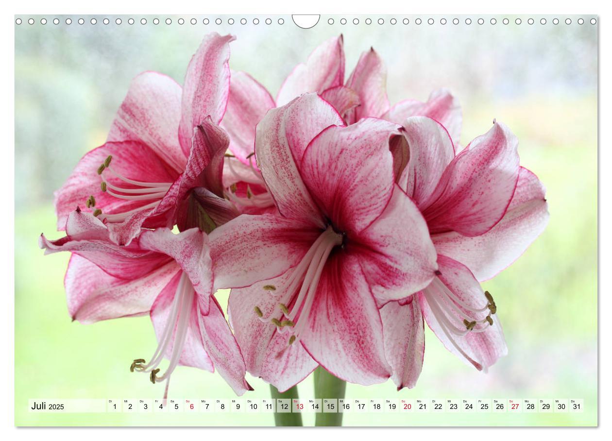 Bild: 9783435382514 | Amaryllis-Blüten (Wandkalender 2025 DIN A3 quer), CALVENDO...