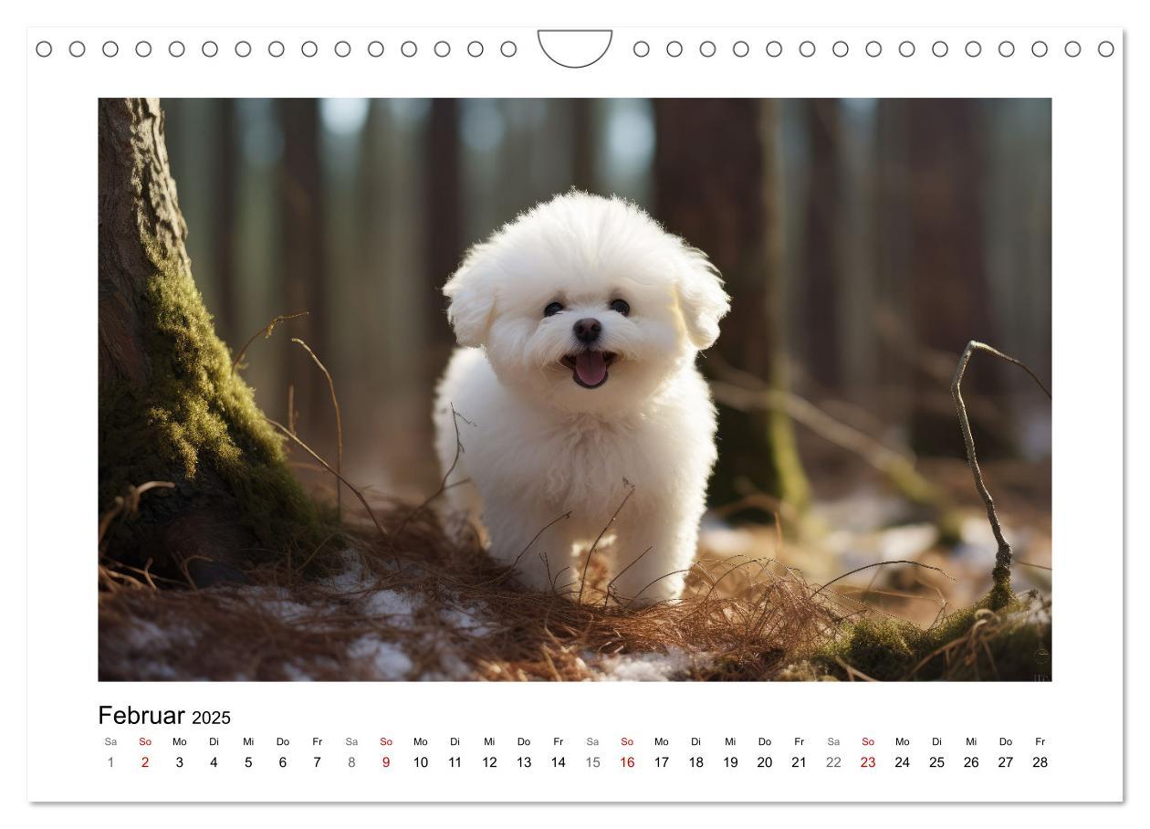 Bild: 9783383837968 | Bichon frisé, weiße Hündchen mit lockigem Haar (Wandkalender 2025...