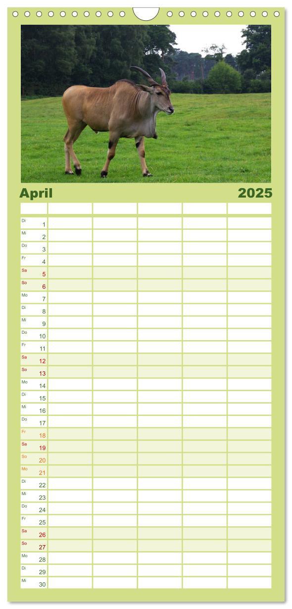 Bild: 9783457122150 | Familienplaner 2025 - Welt der Tiere mit 5 Spalten (Wandkalender,...