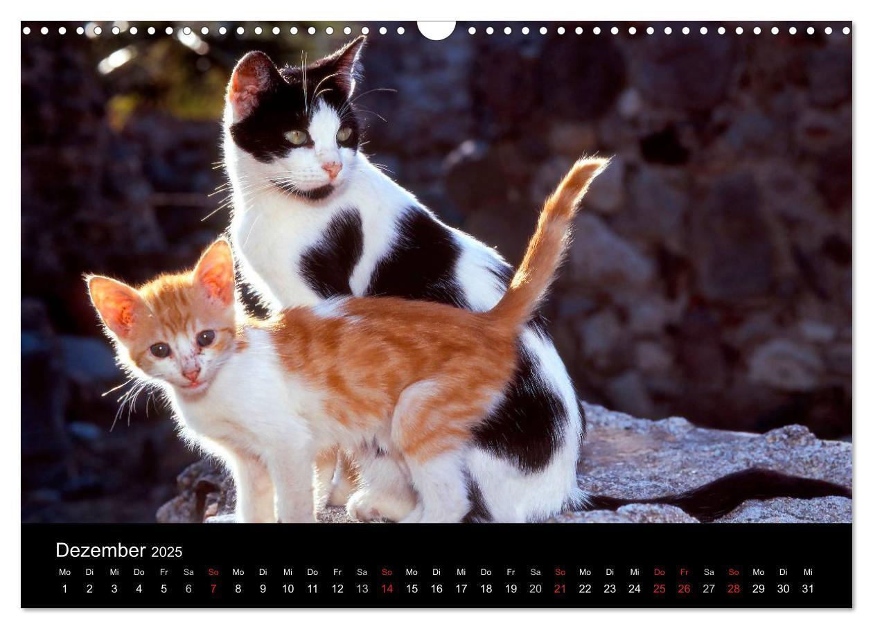 Bild: 9783435821259 | Katzen (Wandkalender 2025 DIN A3 quer), CALVENDO Monatskalender | 2025