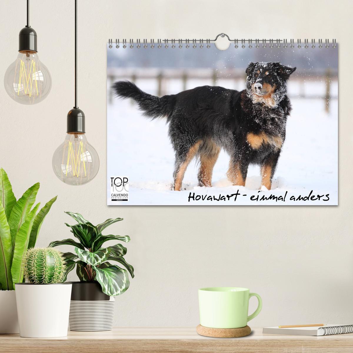 Bild: 9783435793068 | Hovawarte - einmal anders (Wandkalender 2025 DIN A4 quer), CALVENDO...