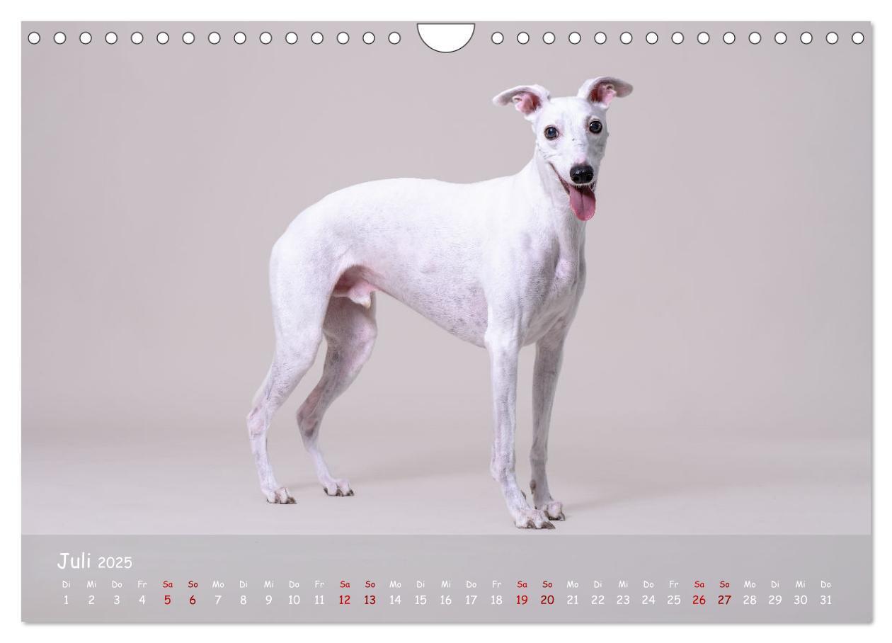 Bild: 9783383857133 | Whippets - Seelenhunde fürs Leben (Wandkalender 2025 DIN A4 quer),...