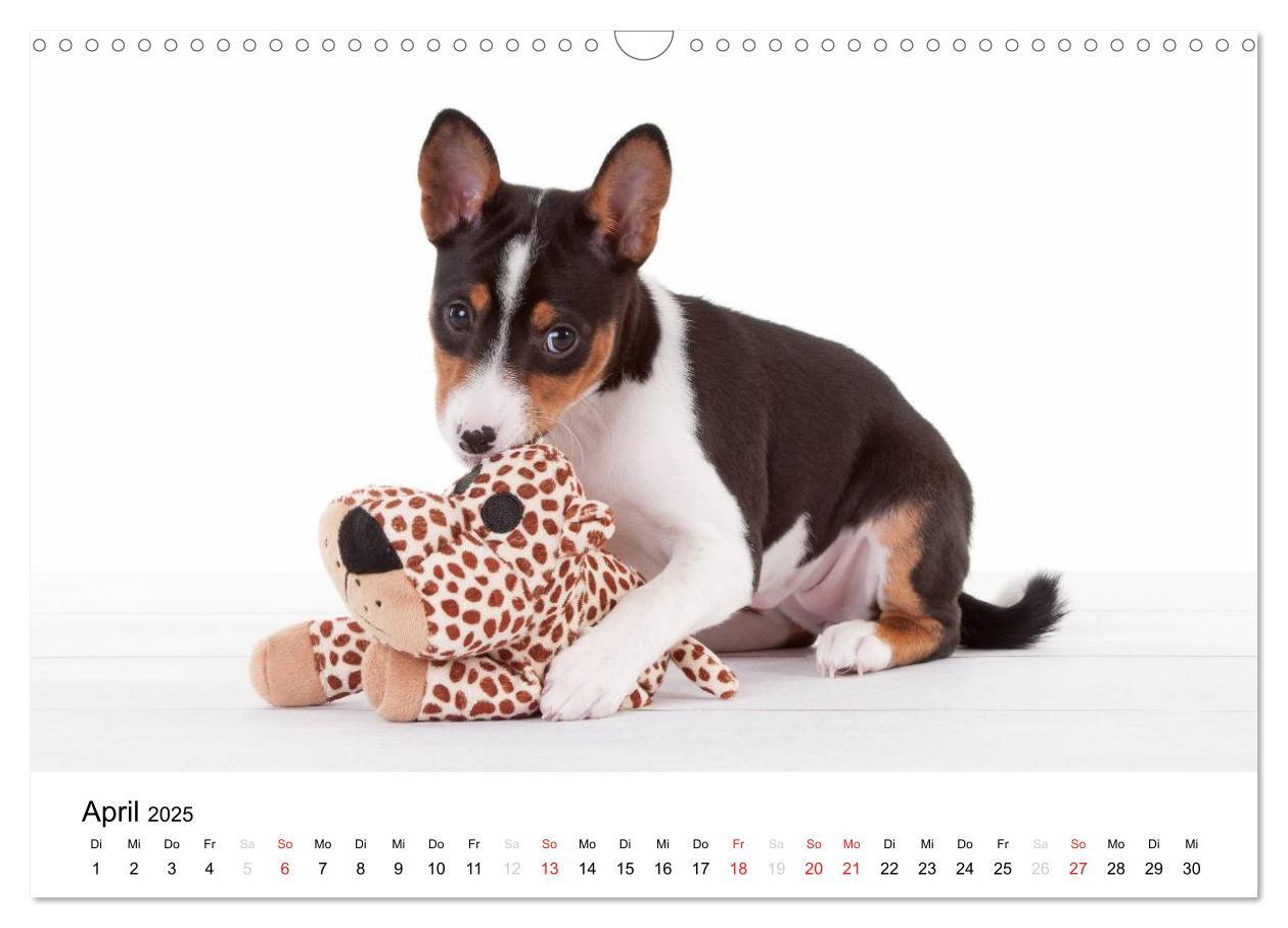 Bild: 9783435464982 | Allerliebste Basenji Welpen 2025 (Wandkalender 2025 DIN A3 quer),...