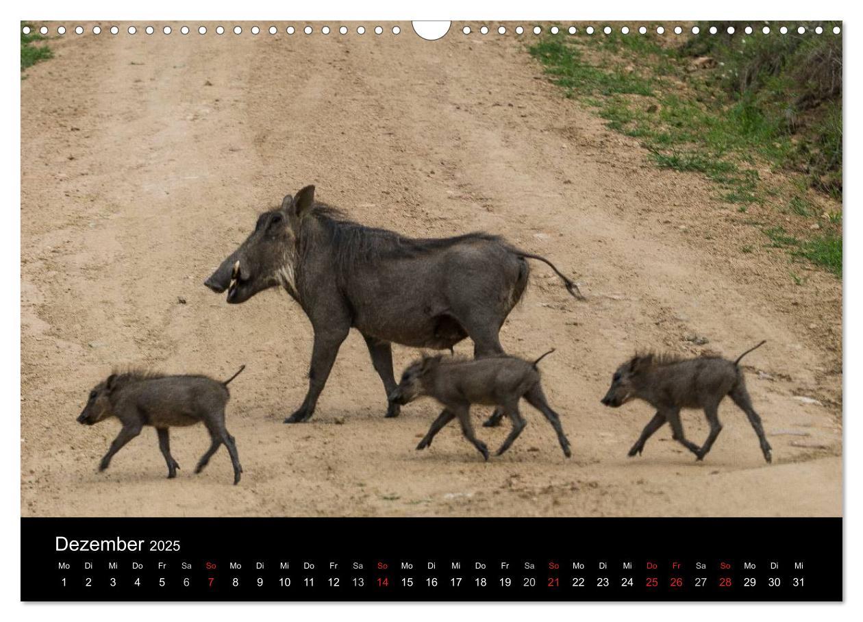 Bild: 9783435838714 | Südafrika (Wandkalender 2025 DIN A3 quer), CALVENDO Monatskalender