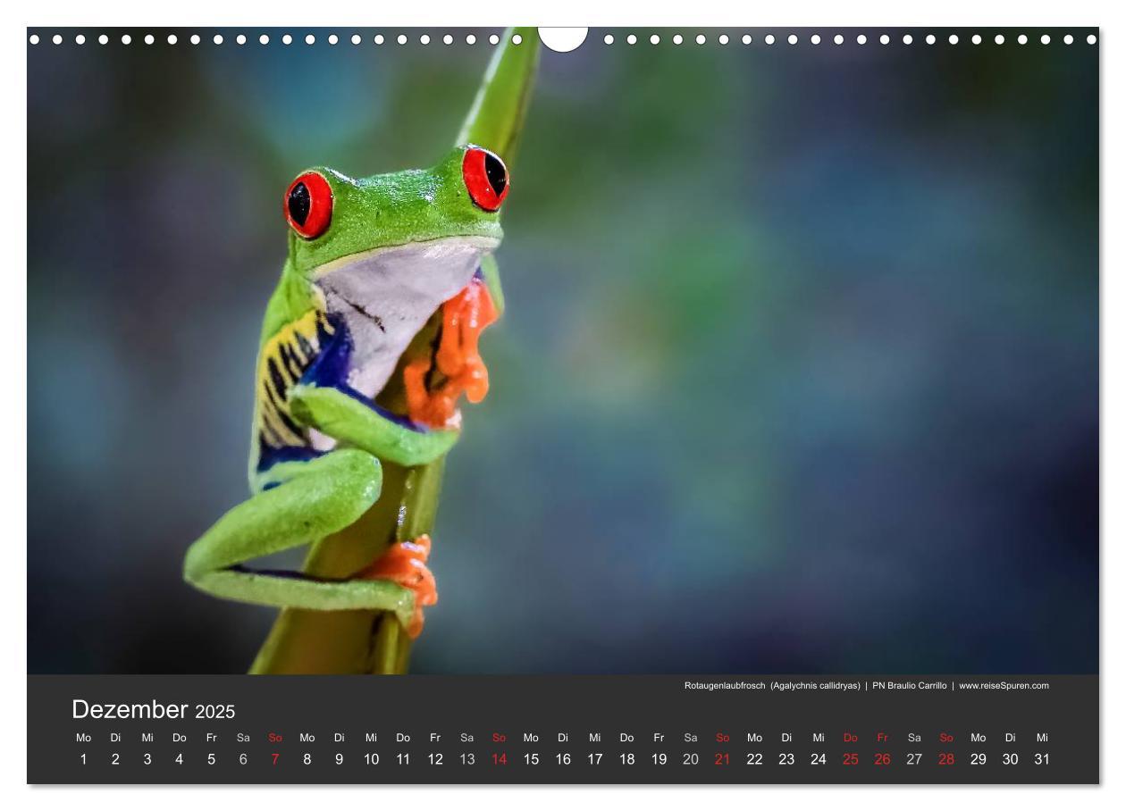 Bild: 9783435728053 | Costa Rica tierisch gut 2025 (Wandkalender 2025 DIN A3 quer),...